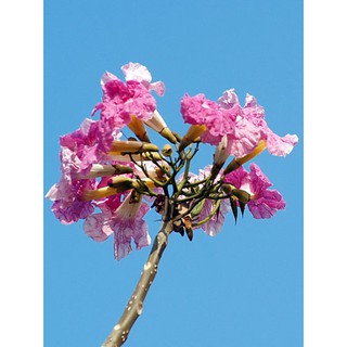 Cây giống kèn hồng, cây bóng mát, Tabebuia rosea - shop BÉ MẦM 06 HCM