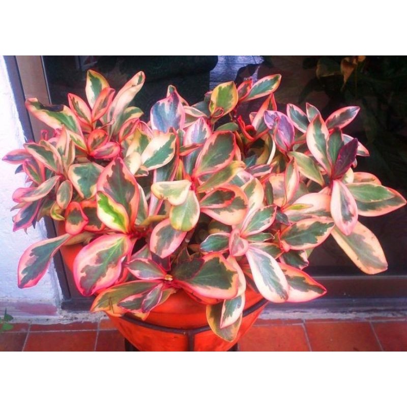 Chậu cứng Peperomia clusiifolia jelly - trường sinh