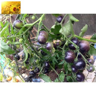 Hạt Giống Cà Chua Tím (30 Hạt)
