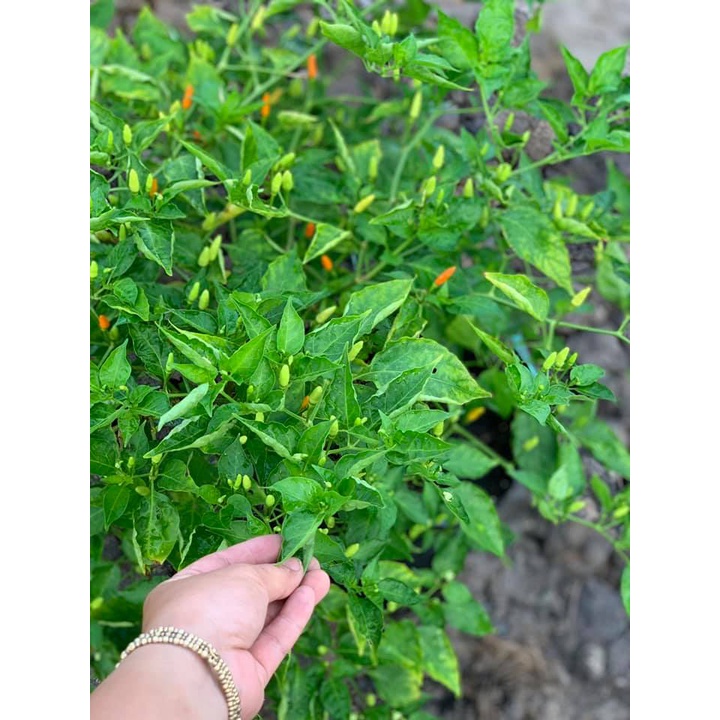 Cây giống ớt rừng tây nguyên