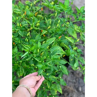 Cây Ớt Xiêm Xanh (Ớt sẻ, ớt rừng)