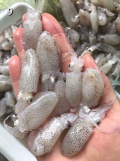 1KG - Mực sữa trứng baby (đặc sản vũng tàu)
