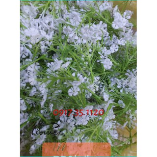 Cỏ điểm thạch thảo đã gắn bông sẵn dùng phụ điểm bó hoa, cành hoa thêm đẹp