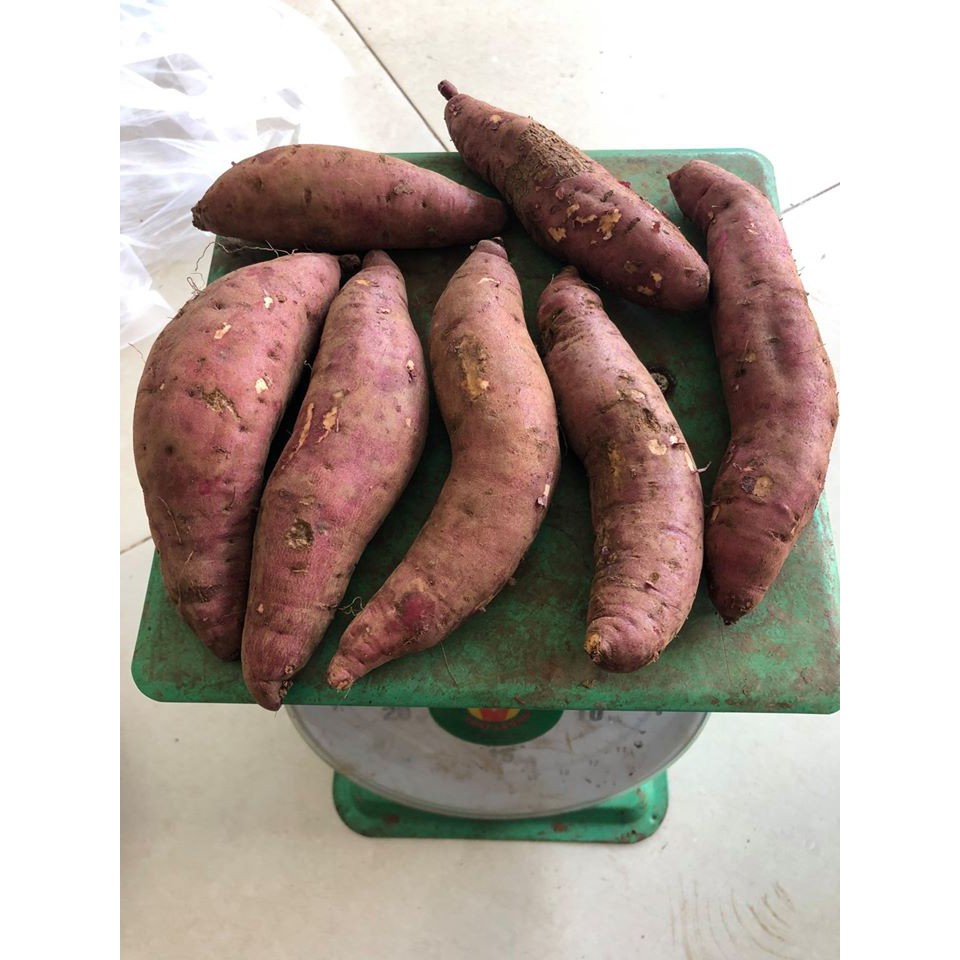 Khoai Lang Mật Đà Lạt nhà trồng | BigBuy360 - bigbuy360.vn