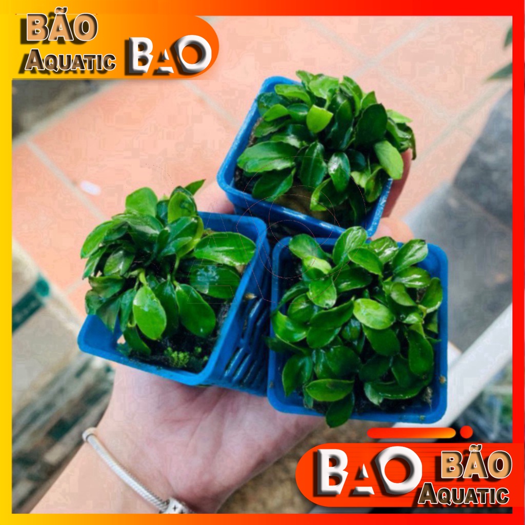 Ráy Nana - Cây thủy sinh sống dưới nước | Cây thủy sinh dễ trồng