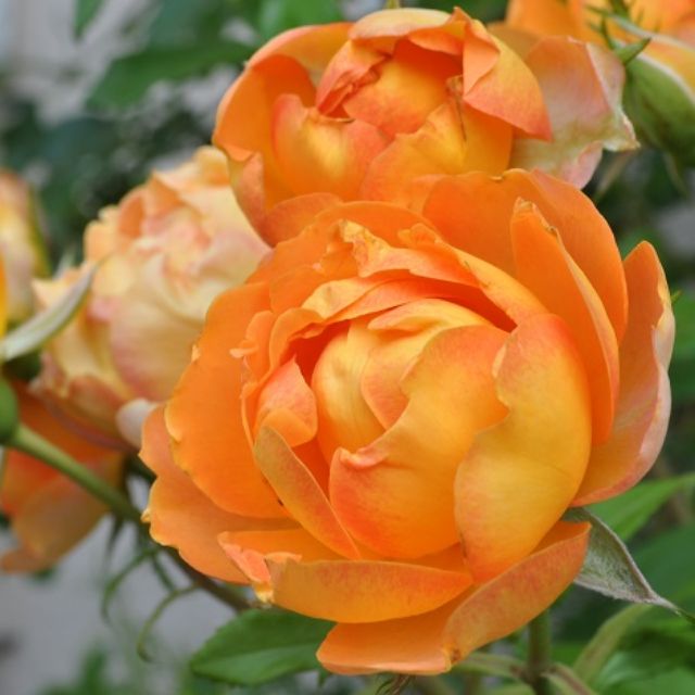 Cây hoa hồng leo ngoại Honey caramel