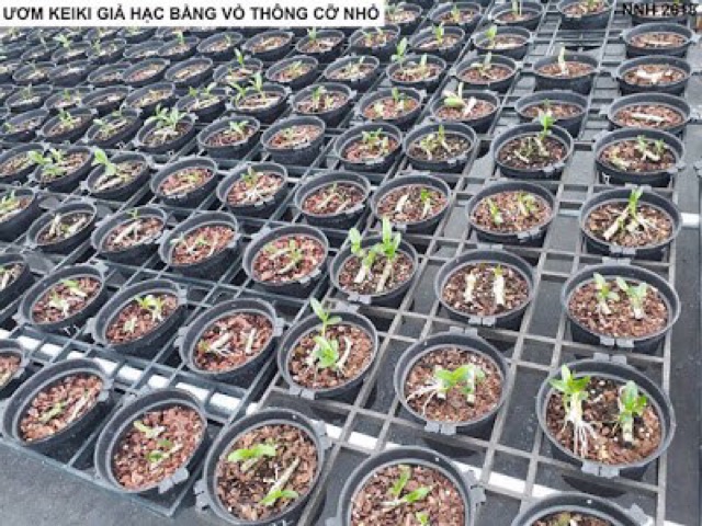 Vỏ thông trồng lan (1 kg, size 1-2 cm) dánh tròn đầu, đã được xử lý (hàng đẹp)