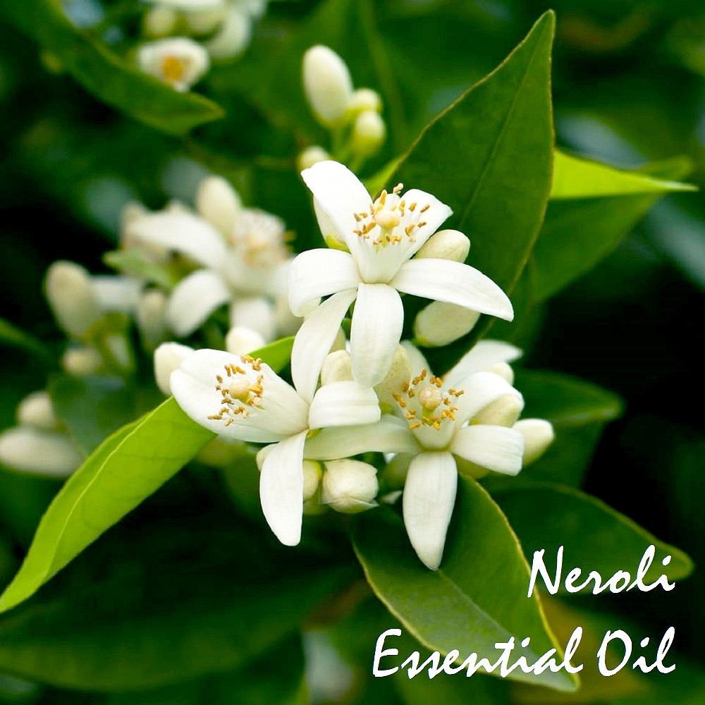Tinh dầu hoa cam đắng Neroli Essential Oil (Orange Blossom)