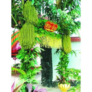 cây đủng đỉnh - cây con giống