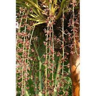 combo 3 thân địa lan kiếm lá cứng vùng nam lào, hoa dài gần 1m, hoa rât đẹp, bền hoa - LKLH