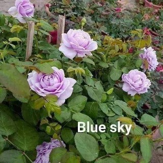 Hồng ngoại rẽ trần