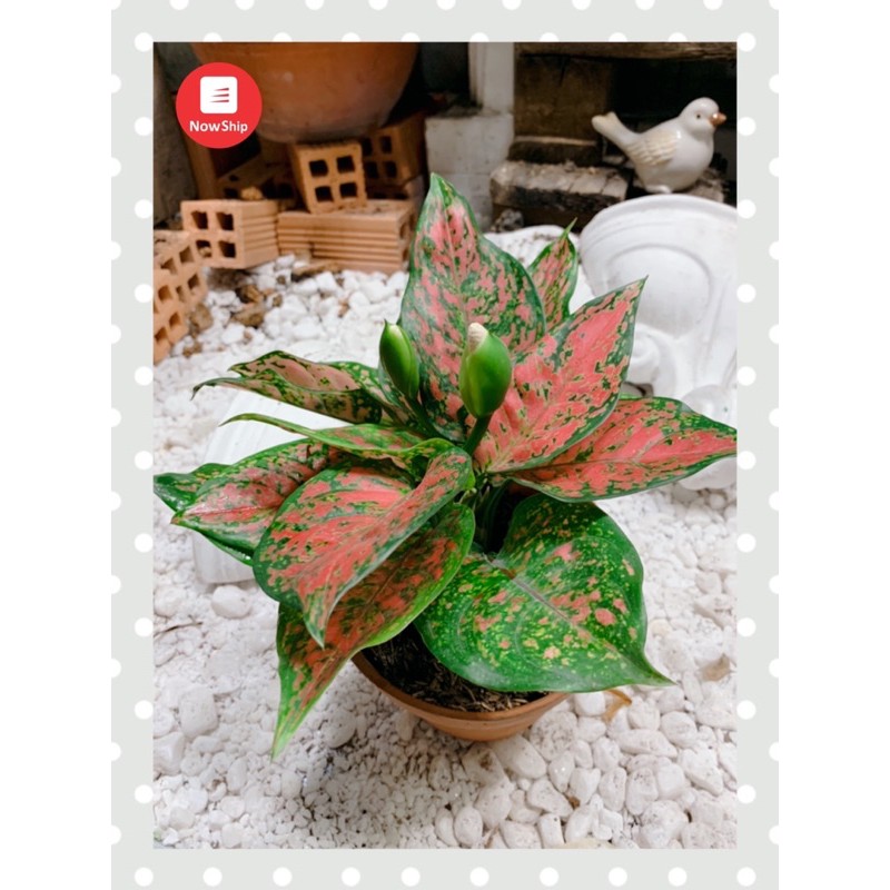 Cây Vạn lộc - Aglaonema Red valentine - Cây cảnh để bàn nội thất văn phòng phong thủy lá màu hoa văn đẹp