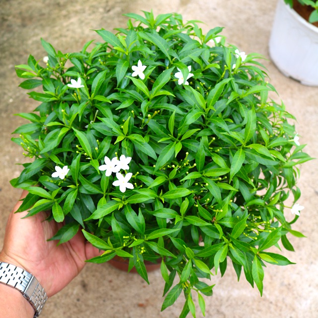CHẬU CÂY MAI VẠN PHÚC - CÂY LỚN, GỬI ĐI NGUYÊN CHẬU + Tặng 02 cây nhót ngọt