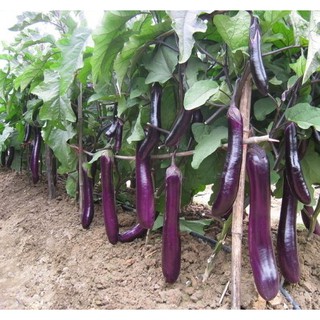 1g Hạt giống Cà tím   