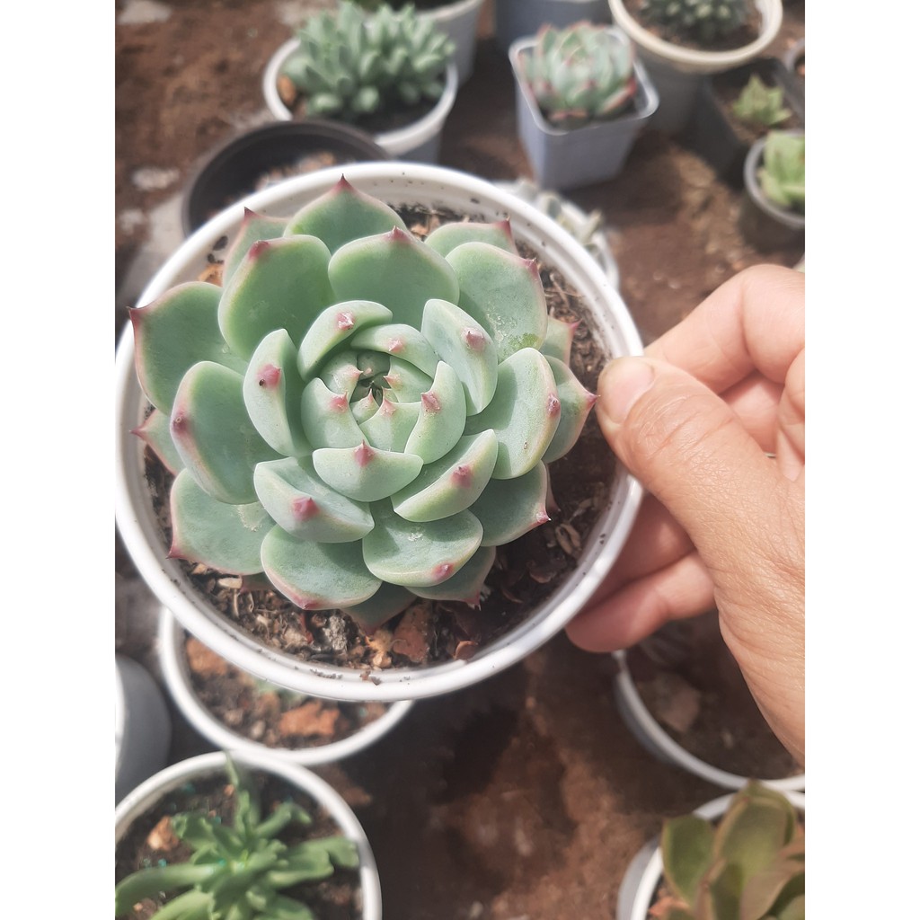 SEN ĐÁ BÁNH BAO🌵SIZE6CM🌵SEN ĐÀ LAT🌵THUẤN SỨ NÓNG🌵FREESHIP🌵1 ĐỔI 1