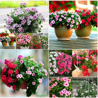 Hạt giống hoa dừa cạn đứng nhiều màu kns1327 - gói 50 hạt