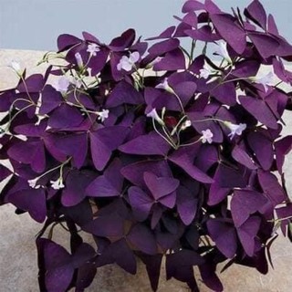 Hoa oxalis tím cobo 2 củ( hoa bướm đêm hình 5-6)