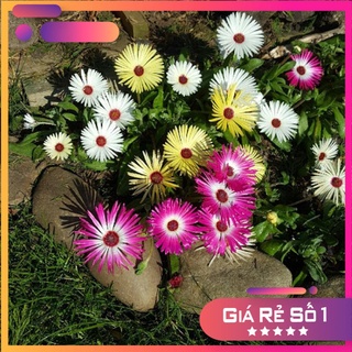 Hạt giống hoa mười giờ nam phi F1 - 80 hạt - HGNK
