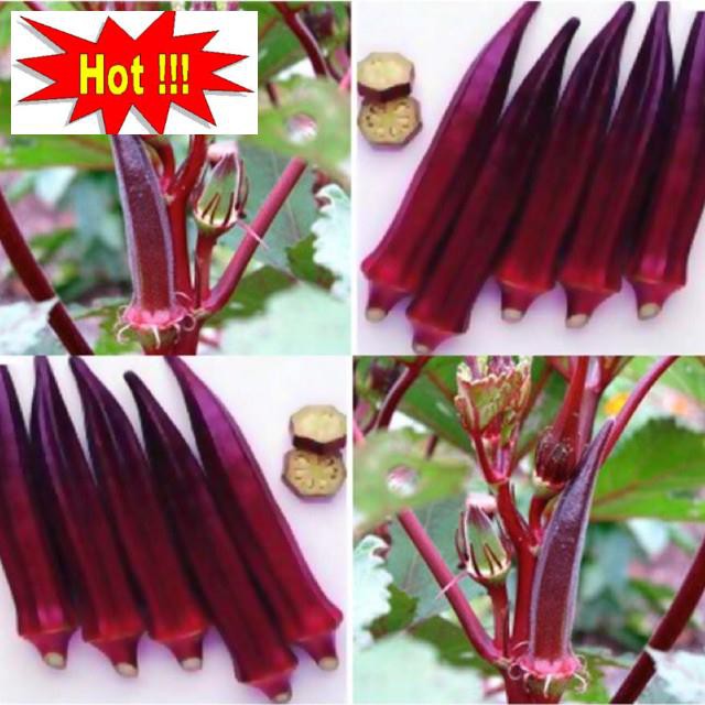 Hạt giống Đậu bắp đỏ (5 gr)