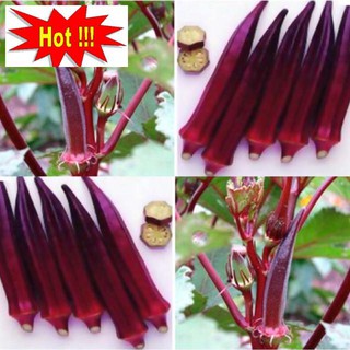 Hạt giống Đậu bắp đỏ (5 gr)