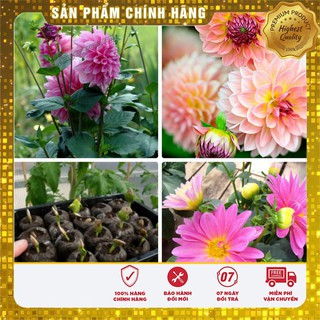 Bộ Gói Hạt Giống Hoa Thược Dược