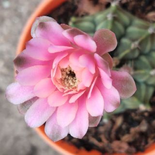 Xương rồng gymnol