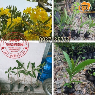 Hoa chuông vàng cây giống