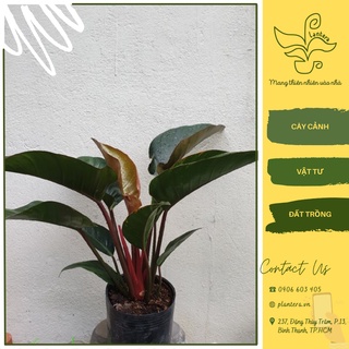 Cây đế vương nâu chậu c9 - cây cảnh - cây ưa mát - cây lớn