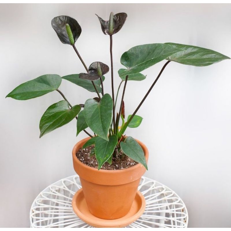 Chậu cứng Anthurium watermaliense- Hồng môn đẹp, độc, lạ