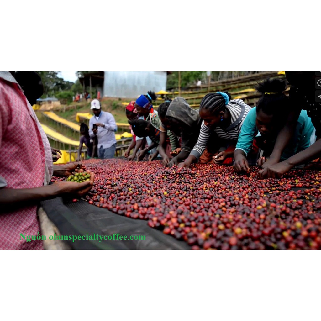 HẠT - 2 TÚI 250 GRAM CÀ PHÊ  - ETHIOPIA YIRGACHEFFE KURABIKI G2 - WASHED - RANG MỘC - ESPRESSO/COLD BREW.