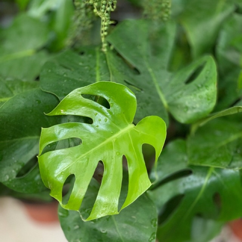 Chậu Trầu Bà Nam Mỹ Monstera Delicio thân 4-6 lá, rễ sâu, cây khỏe