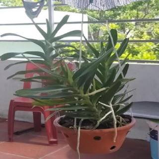 Hoa lan giáng hương hoàng nhạn tháng 4 ( cây to 45cm) ki mập khỏe ấm chậu