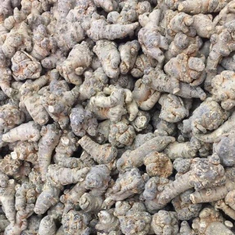 Tam Thất Bắc Lào Cai ( 50-52 củ/kg VIP)