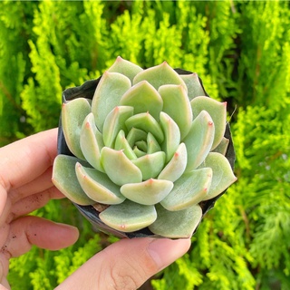 Sen đá kim lam 5-7cm - Vườn sen đá