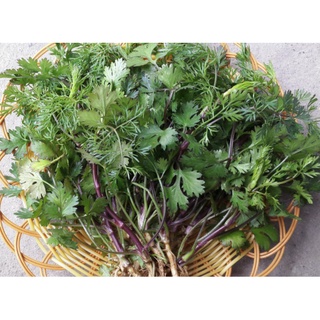 Hạt Giống Mùi Cồn Tía 20gr