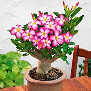 2 CÂY GIỐNG HOA SỨ THÁI