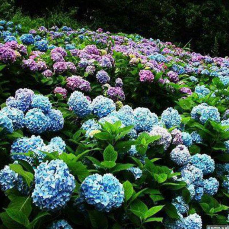 Cẩm Tú Cầu Giống Nhật 💥 ĐANG CÓ NỤ 💥 Hoa Nở Chơi Tết Không Đổi Màu Do PH và thời tiết