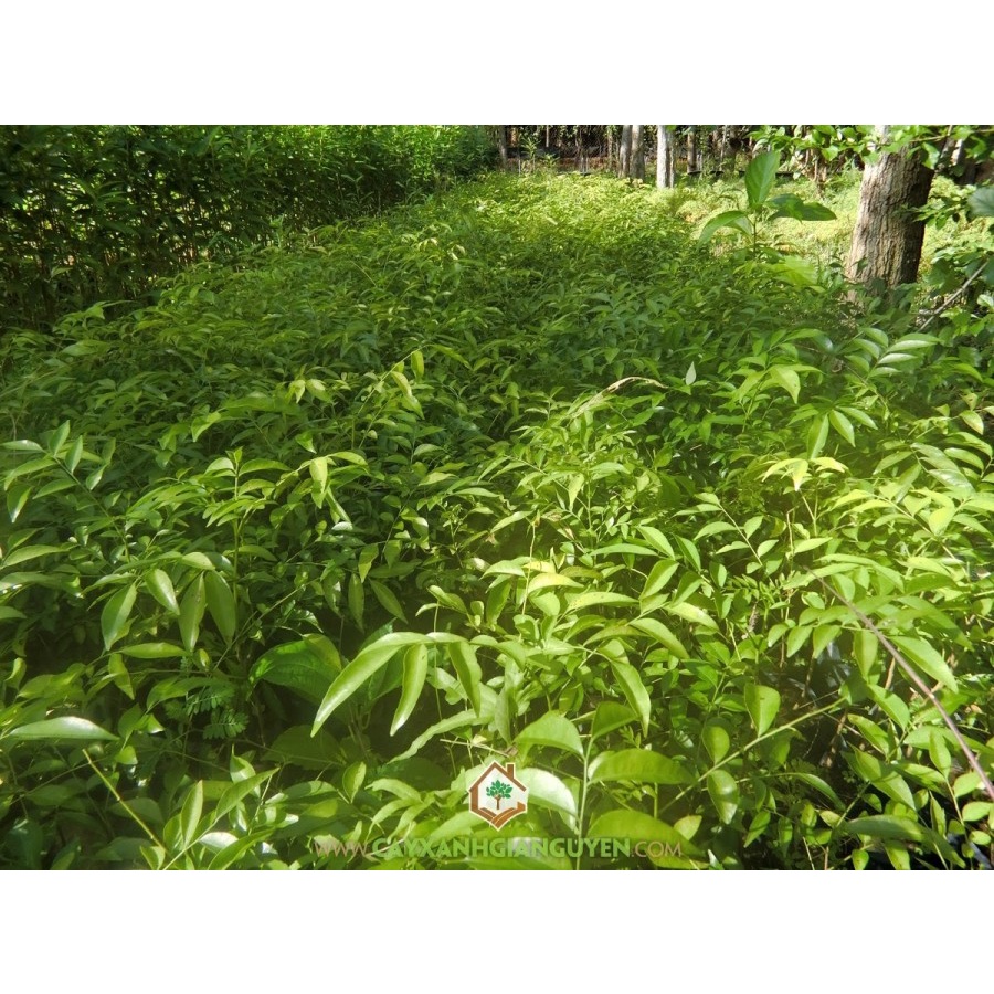 CÂY GIỐNG MẮC MẬT CAO 1M.