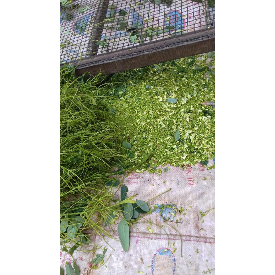 Trà Hoa hòe khô - Thái Bình