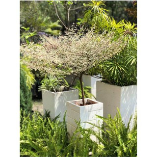 Cây bàng nhật dáng tree cẩm thạch