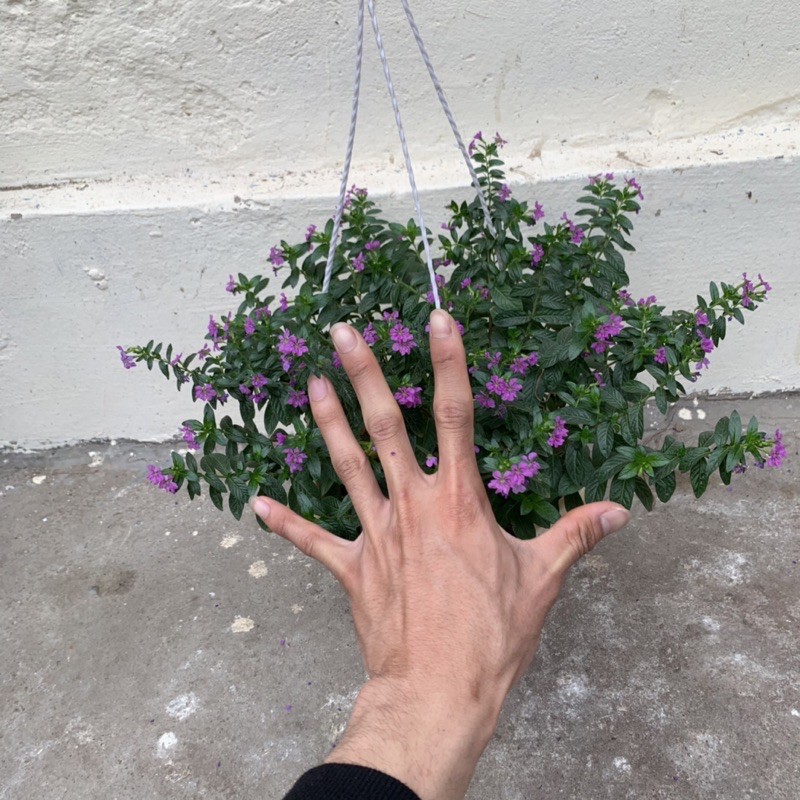 Cây hoa cẩm tú mai trồng chậu treo bán kính 30cm, xum xuê nhánh lá, nở hoa rực rỡ quanh năm, trồng ban công và sân vườn