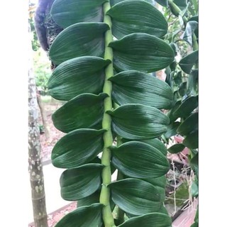 Phi điệp hoà bình Thân thủ cây giống