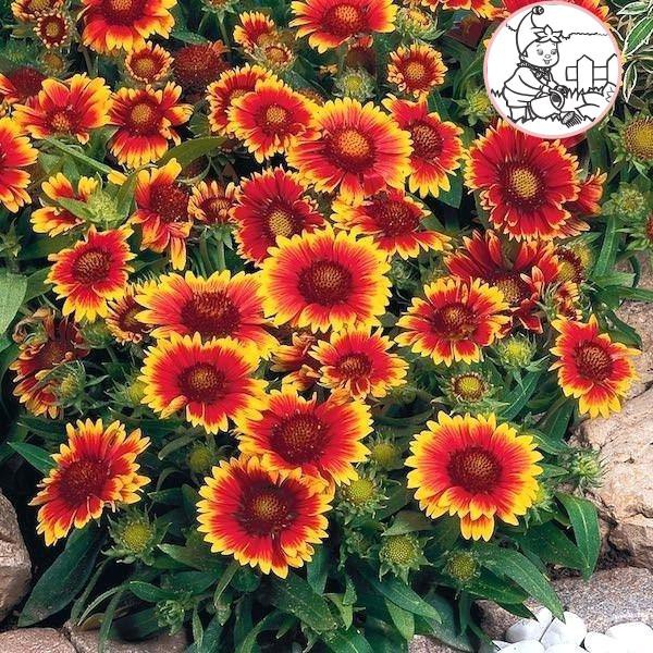 Hạt HOA CÚC Thiên Nhân - Gói 1 gram