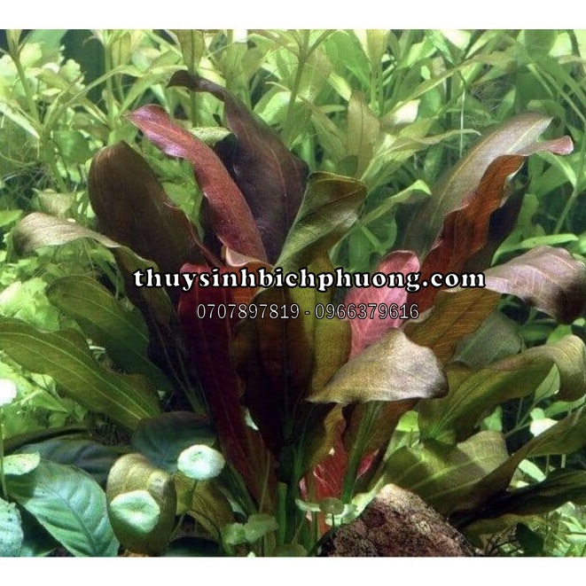 CÂY RUBY ĐỎ THUỶ SINH MÀU LÁ NGŨ SẮC - VẺ ĐẸP HÚT HỒN CHO HỒ CÁ THUỶ SINH
