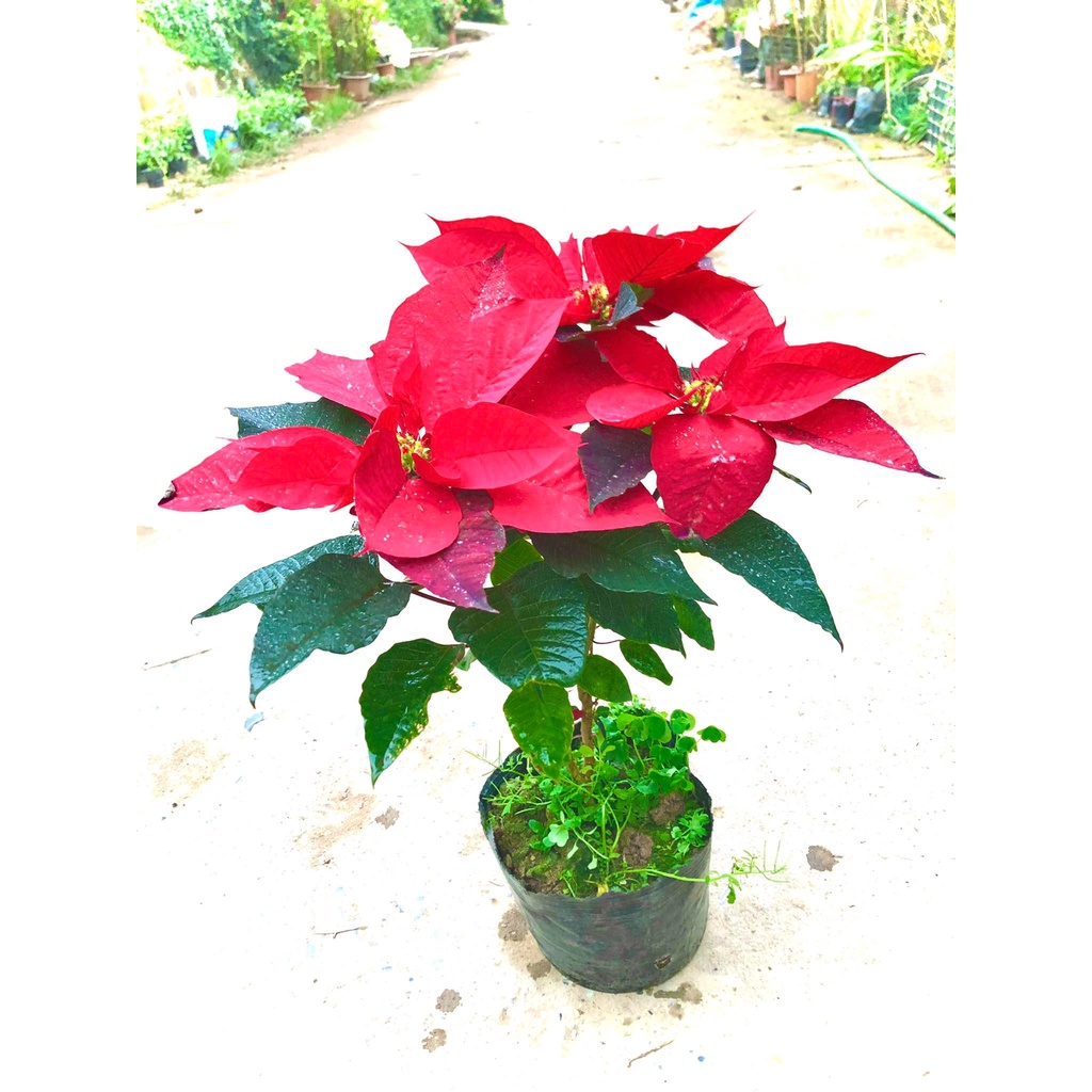 Cây trạng nguyên đang hoa cao 60 cm