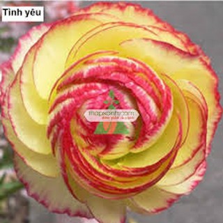 Combo 5 củ giống hồng ri ba tư