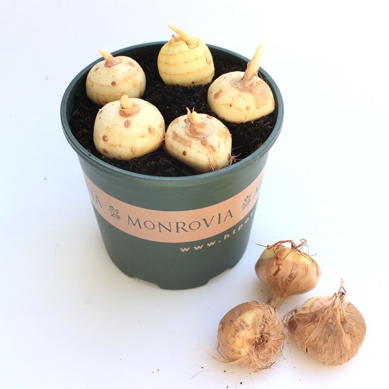 Củ hoa nghệ tây HOA TẾT