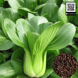 - Hạt giống rau cải chíp (cải thìa - cải chít - cải chip)