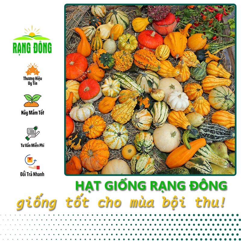 Hạt giống Bí Ngô Mix Fancy trồng quanh năm, nhiều loại, nhiều màu mix trộn (gói 1 gr) - Hạt giống Rạng Đông