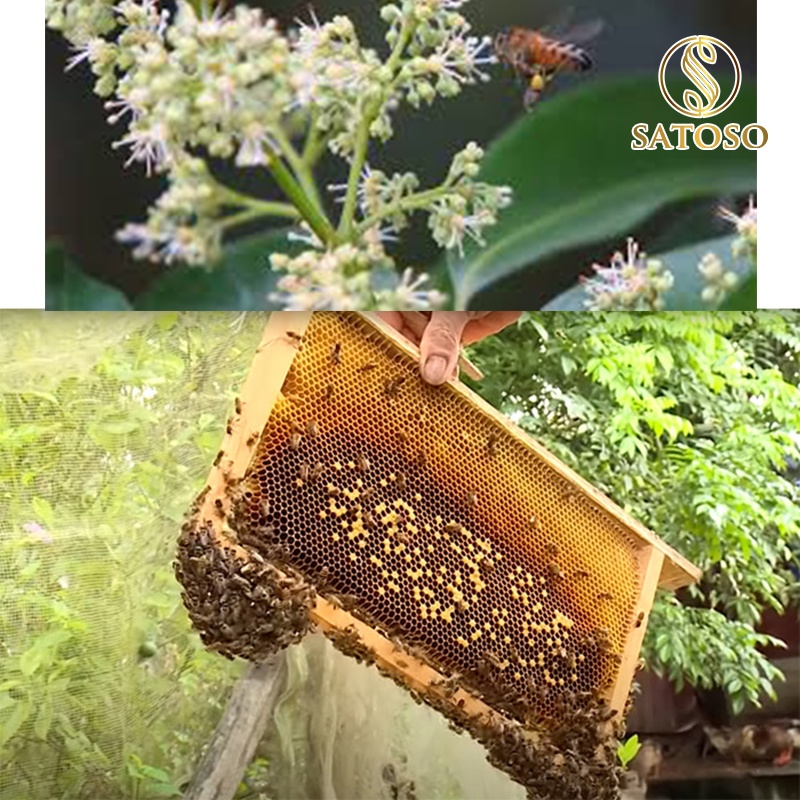 Mật ong vải SATOSO thơm đặc sánh ngon thượng hạng SA136